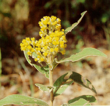 หนาดคำ Inula cappa (Ham.  Ex  D.Don) DC.<br/>ASTERACEAE (COMPOSITAE)